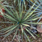 Juka vláknitá (Yucca filifera) - výška 20-30 cm, kont. C9L (-15°C)